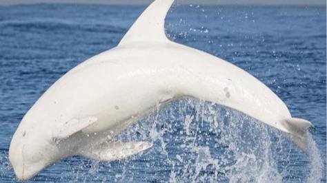 Встретили дельфина-альбиноса🐬, Сочи - 24.04.2025
