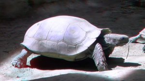 Большие черепахи 3D