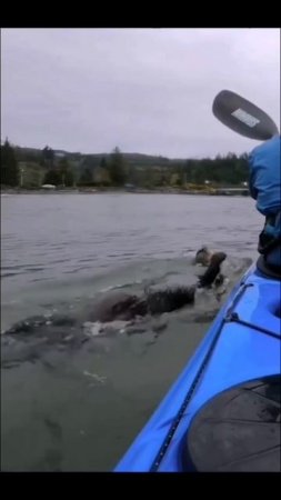 Выдры и каякеры в Канаде - Мир, дружба, жвачка... 🤣 Оtters and kayakers in Canada