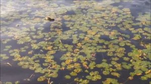 Лихославль - Тверская Карелия.