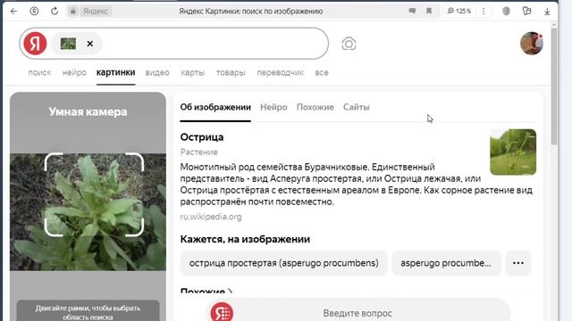 Сфотографировал растения во дворе и задал "поиск по фото" в Яндексе: Острица