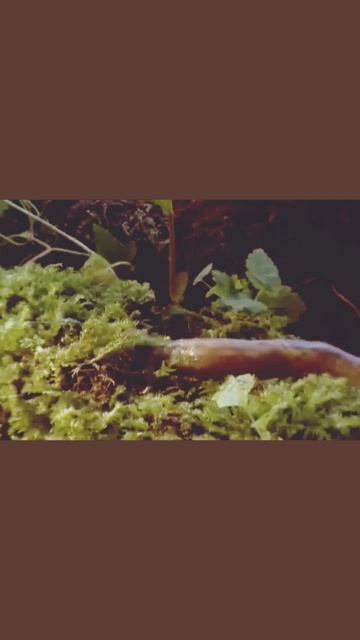 Slugs смотреть онлайн