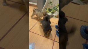 Маленький герой из коробки: щенок, брошенный под дверью, обрел новую семью! | Зорд
