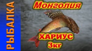 хариус  на блесну 3кг, монголия трофей природа