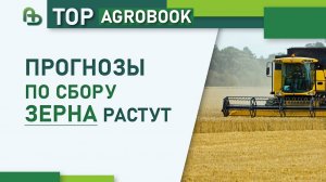 Прогнозы по сбору зерна растут | TOP Agrobook: обзор аграрных новостей