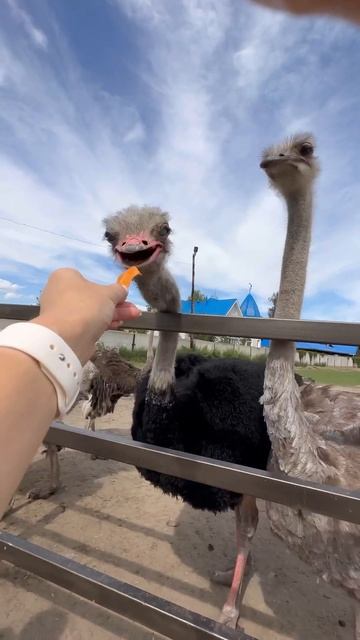 Обзор Страусиного Ранчо. Барнаул 2023 смотреть онлайн