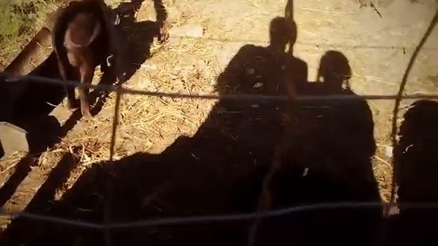 Свинки в Мелекино в пансионате Катюша смотреть онлайн