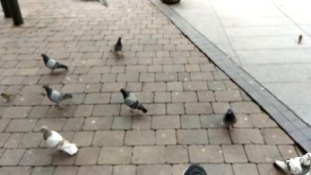 Кормлю голубей метро Тирсо де Малина, метро Tirso de Malina смотреть онлайн