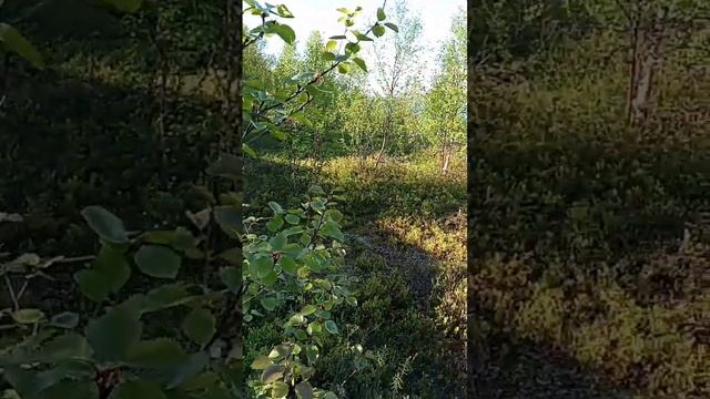 Кемпинг с палаткой под Мурманском, Кольский залив, Абрам мыс смотреть онлайн