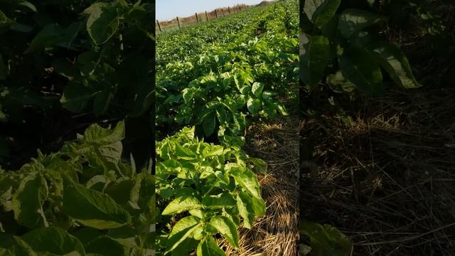 5 июня 2023 г. смотреть онлайн