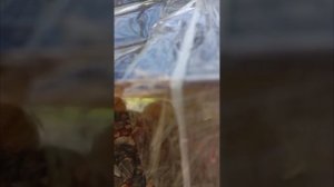 летняя кормушка для лесопарковых птиц