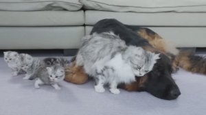 Кошка знакомит котят с другом....