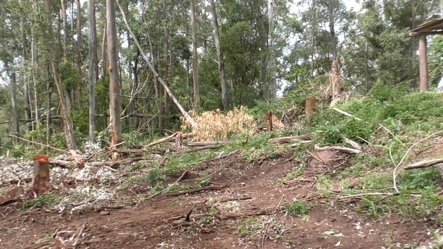 [Off Grid Build] Reciprocal Frame Round House Australia Part 01 смотреть онлайн