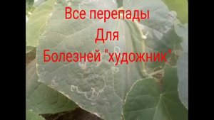 Болезнь художника. Огурец. COCUMBER. Barglariga rasm chizadigan hasharotlarga qarshi kurashish.