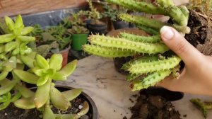 Red dragon flower/huernia schneideriana plant care tips
