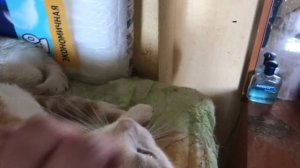 Барсик кушает сам. Приехала кошка Ваниль