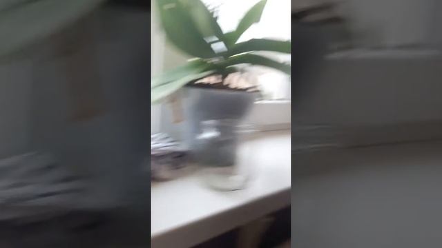 Лучистые кристаллы смотреть онлайн