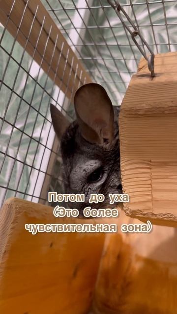 Как разозлить шиншиллу?   САМЫЕ ТОКСИЧНЫЕ ОТНОШЕНИЯ смотреть онлайн