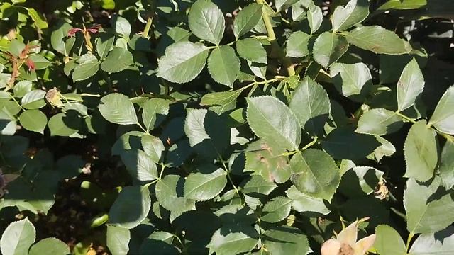 Обрезка роз после первого цветения. смотреть онлайн