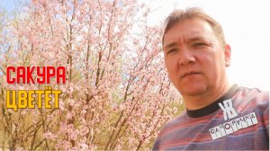 Весенние хлопоты: дробим ветки, тестируем леску, забываем про ремонт. ЖКВ Саморучка