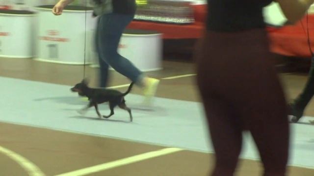 онли ю новелин и федерика( юниоры)15.04.2017 смотреть онлайн