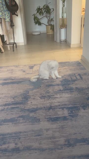 Эй ты , хвост , иди сюда !!!#котик#смешнойкот#саймон#симбочкапимпочка смотреть онлайн