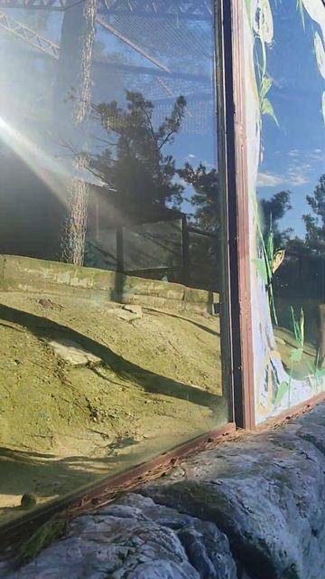 Сафари парк. Канадская пума. смотреть онлайн