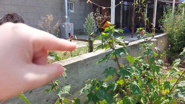 Влог:Купили Дом на Юге/ Огород круглый год/Детки..хвостики