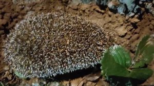 ёжик злится фыркает