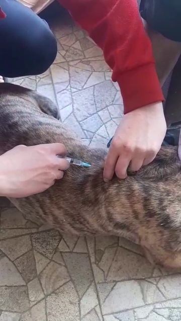 rutube.ru