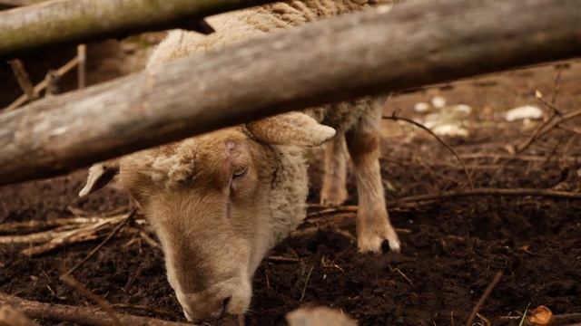 Прогулка по Hlubočepy, Прокопская долина 17.11.20 смотреть онлайн