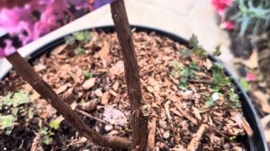 Маршанция в грунте с саженцами с питомника .