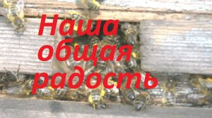 Апрельская радость для пчел и пчеловода