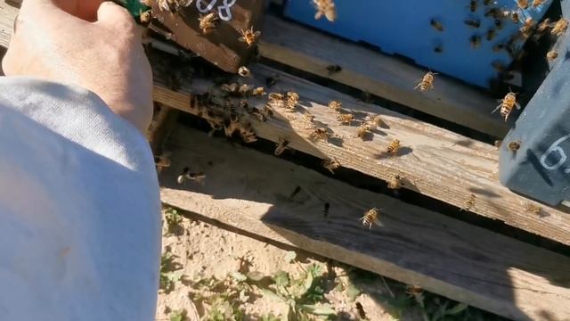 Весеннии работы на пасеке 29. November 2021