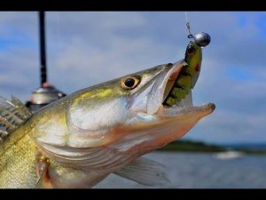 Как найти судака на большой реке