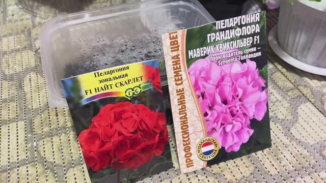 Пеларгония из семян! 🌺Первые всходы!