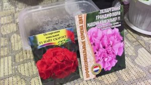 Пеларгония из семян! 🌺Первые всходы!