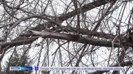 Спилить аварийные деревья возле дома требуют жители улицы Терешковой в Кемерове