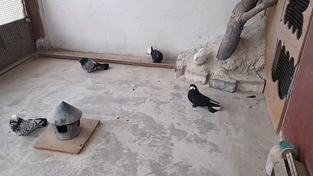 голуби Гапонова Юрия .видео для друзей .