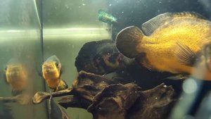 в аквариуме с астронотусами 2