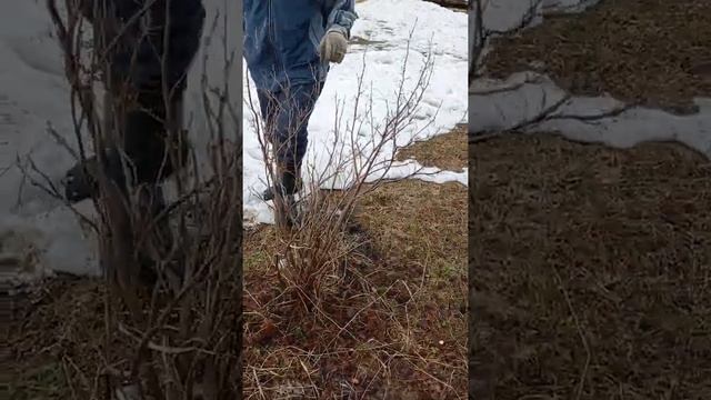 С красной смородиной закончили, перебираемся к чёрной. смотреть онлайн