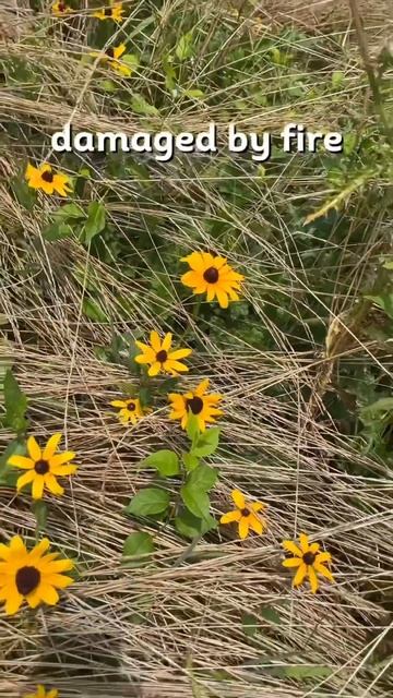 Black Eyed Susan #sustainability #ecofriendly #sustainabilitymatters #nativeplants