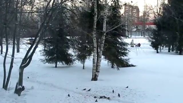 Сквер по пр.Строителей до строительства злополучного кафе смотреть онлайн