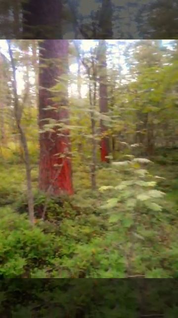 пиндуши парк около бывшей больницы! смотреть онлайн