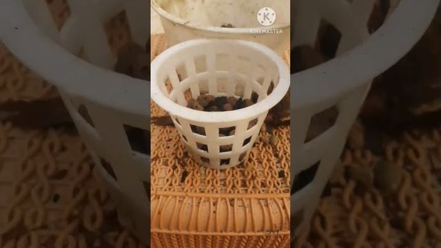 dendrobium orchid planting#short #ytshorts смотреть онлайн