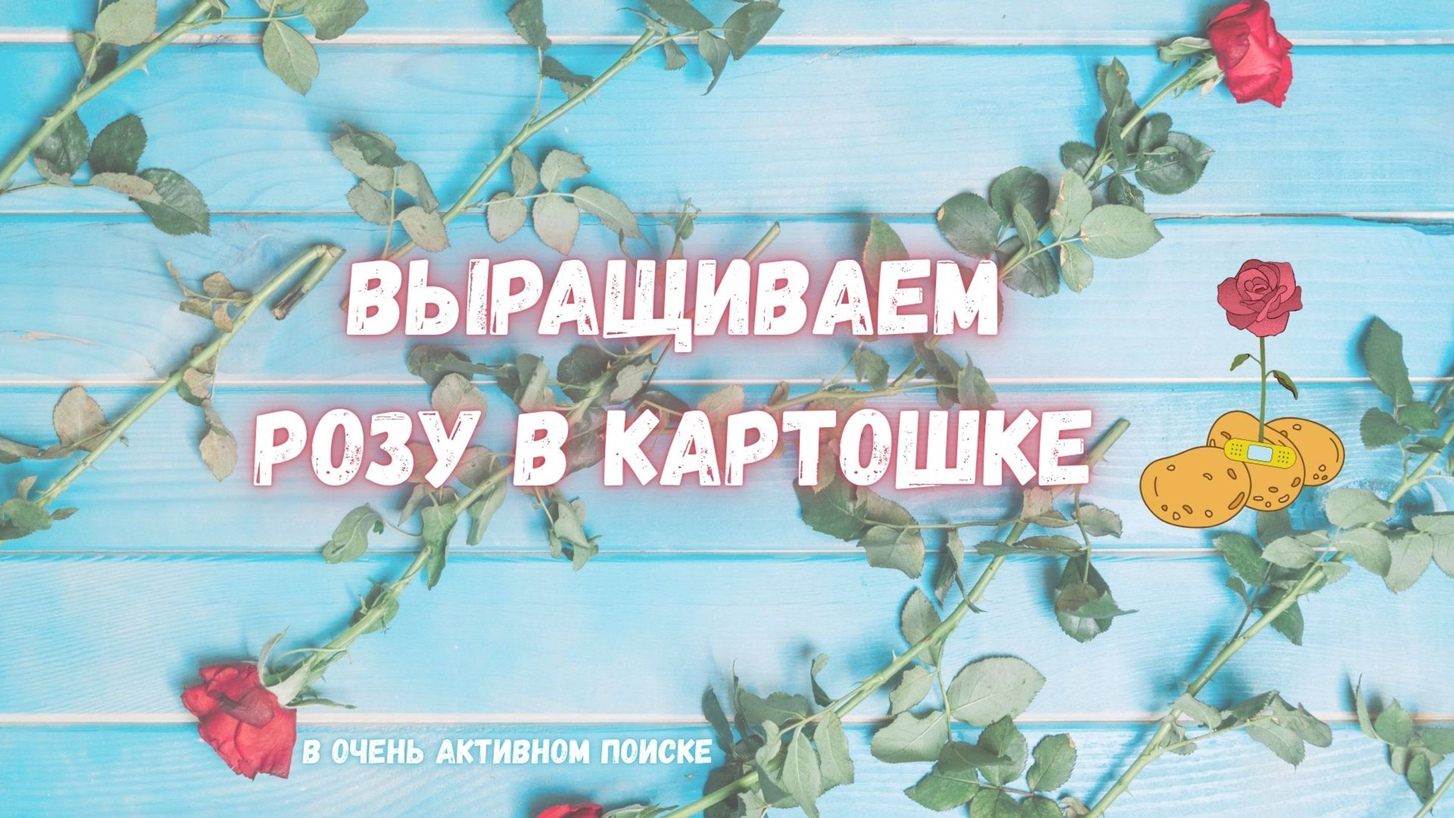 Роза проросла в картошке