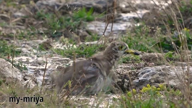 Eurasian stone curlew mating.  After the rain. (Burhinus oedicnemus)
