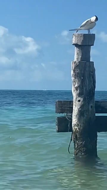 Океан. Мексика. Канкун смотреть онлайн