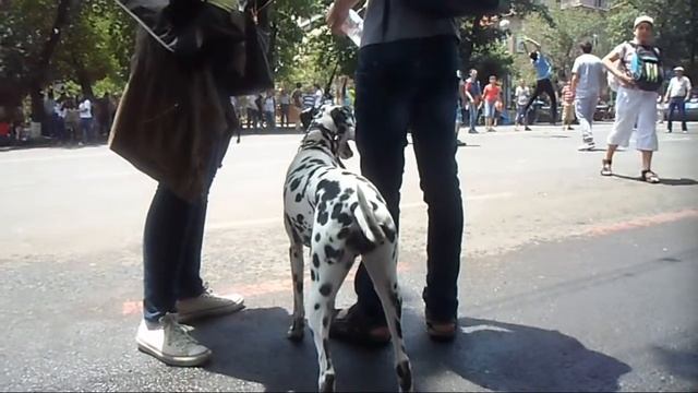 Массовые беспорядки в Ереване, утро, 27.06.2015, ElectricYerevan смотреть онлайн