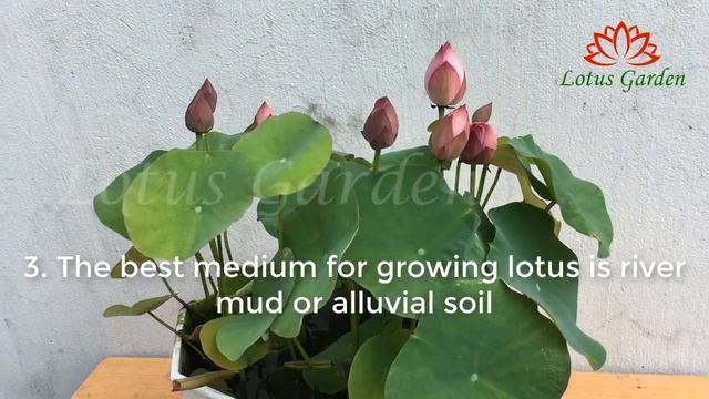 To have a mini lotus pot with many flowers, do it this way | grow mini lotus at home смотреть онлайн